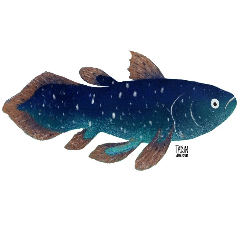 Fish027_tarynjohnson.jpg