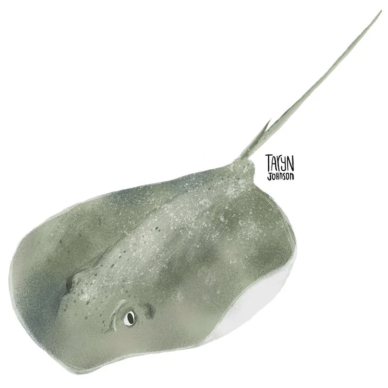 Fish038_tarynjohnson.jpg