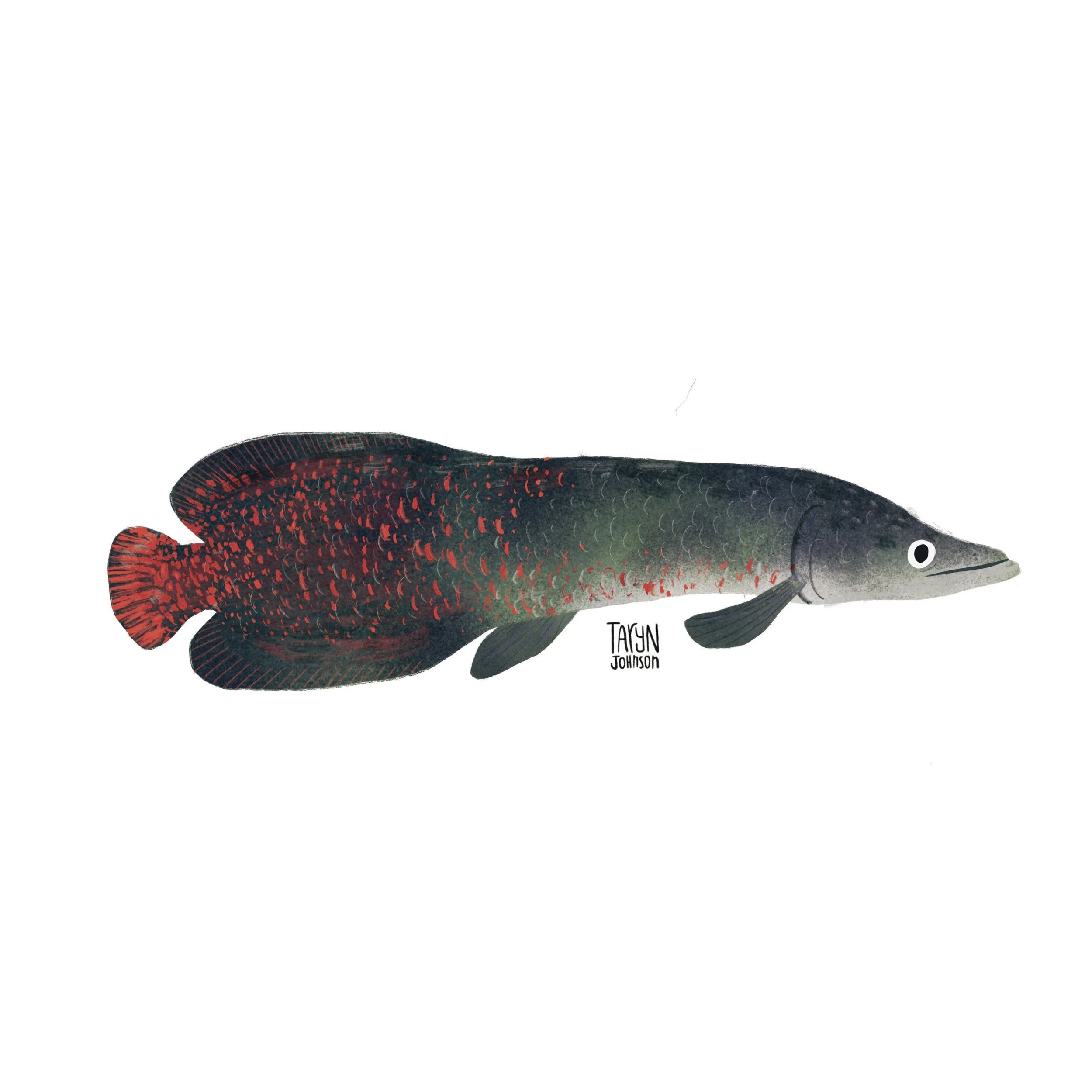 Fish048_tarynjohnson.jpeg