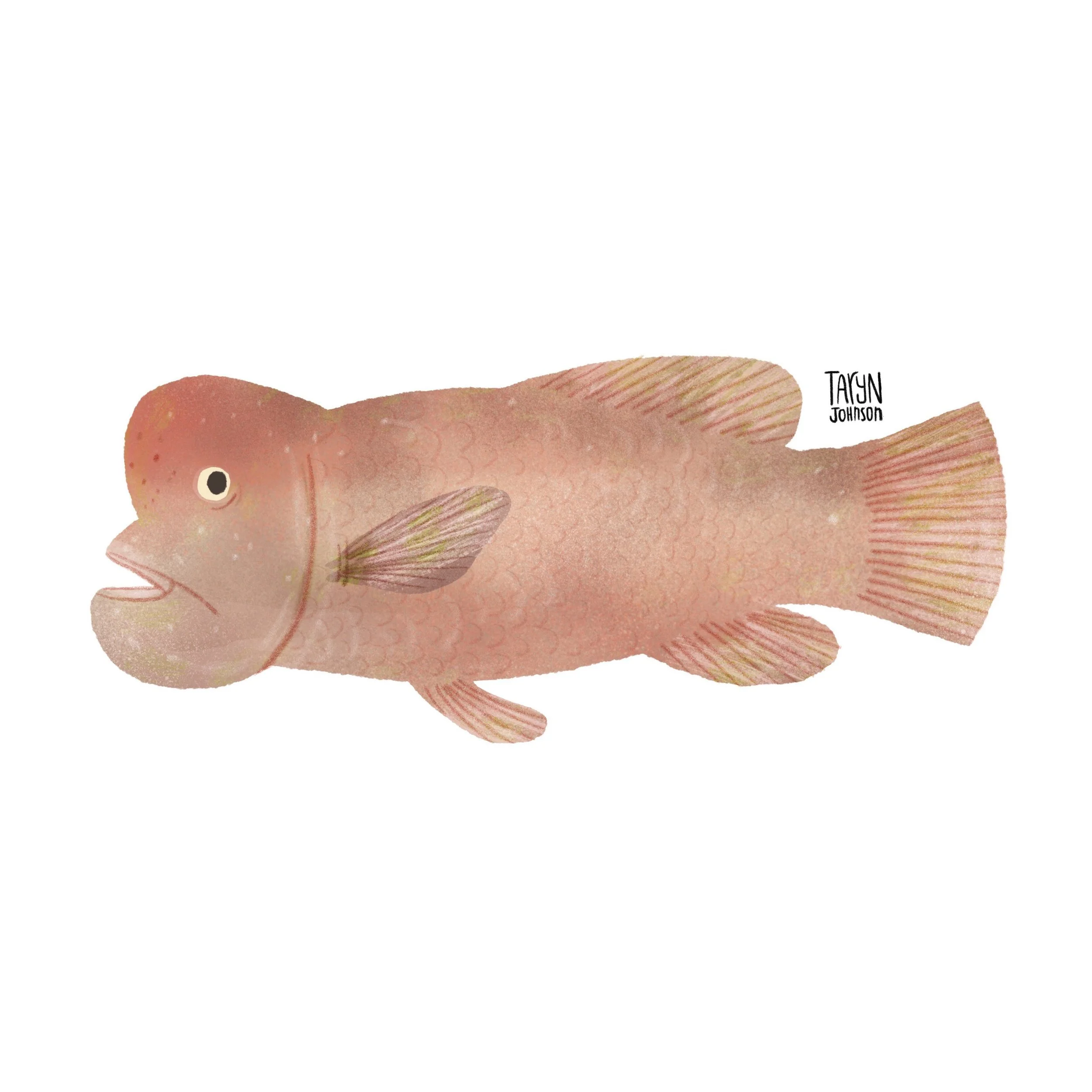 Fish083_tarynjohnson.jpg