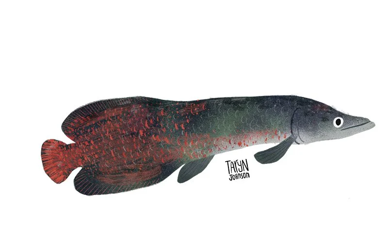 Fish048_tarynjohnson.jpg