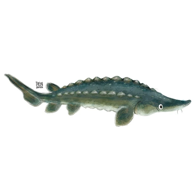 Fish033_tarynjohnson.jpg