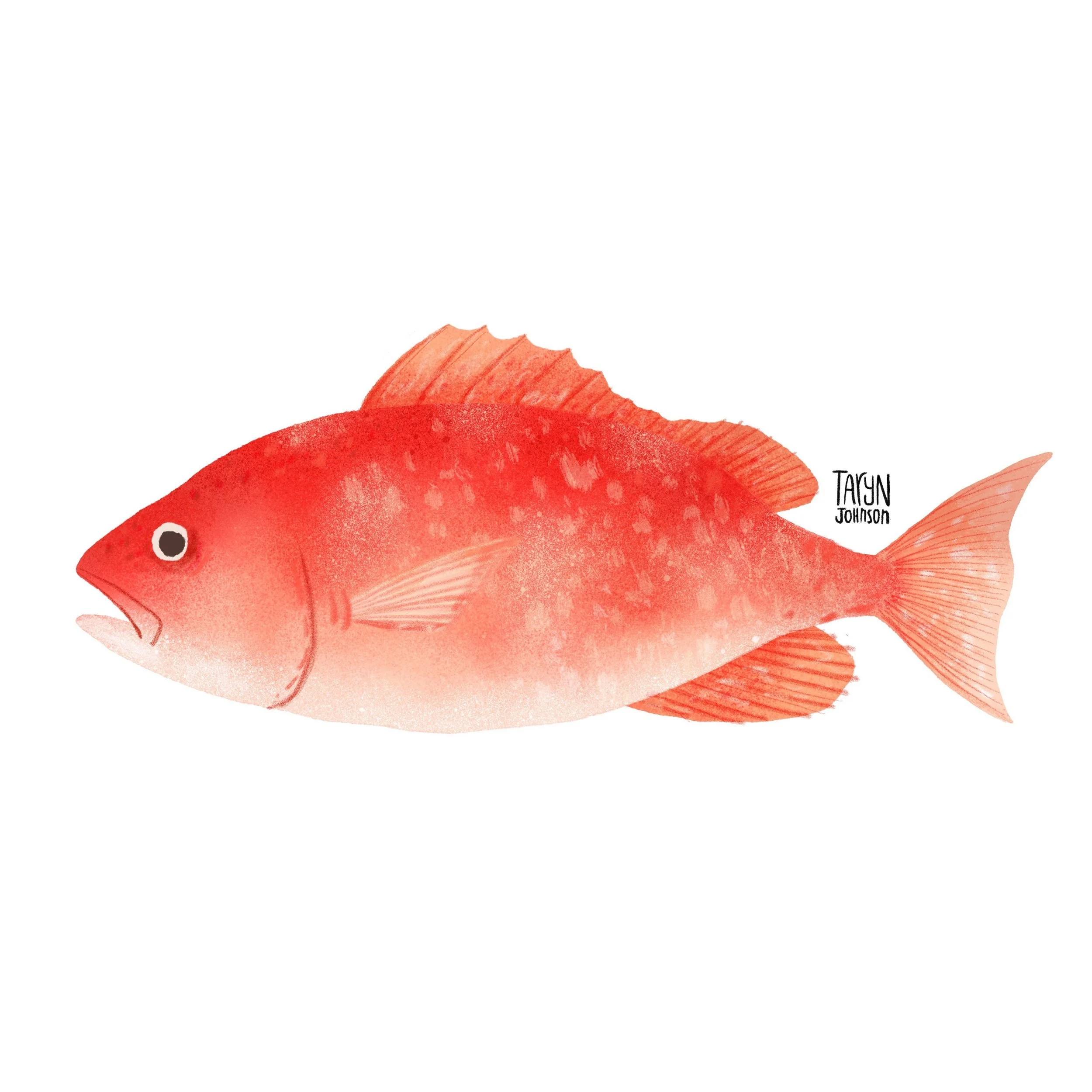 Fish065_tarynjohnson.jpg