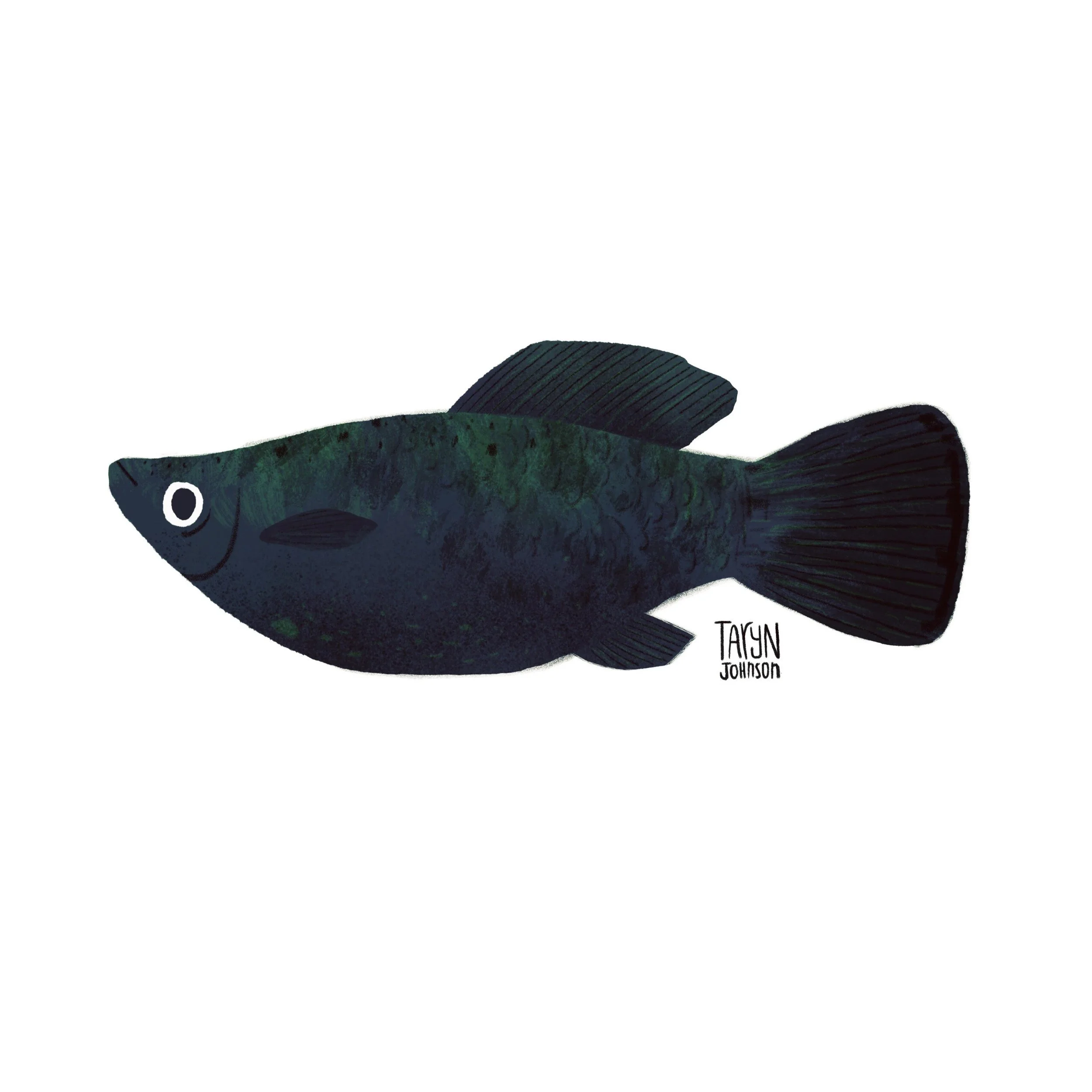 Fish054_tarynjohnson.jpg
