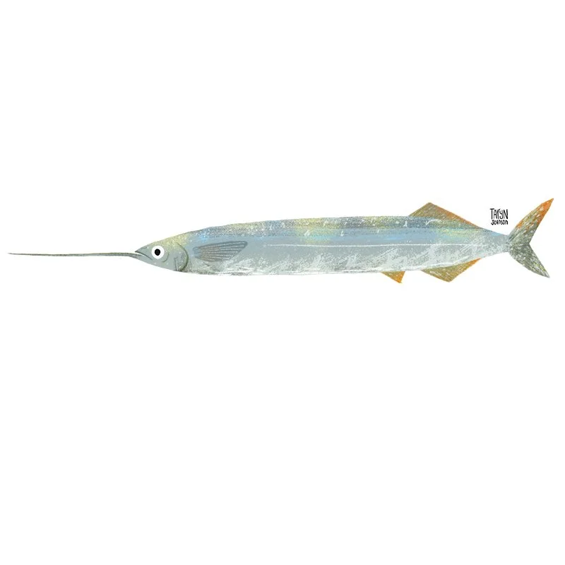 Fish040_tarynjohnson.jpg