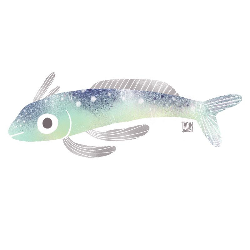 Fish008_tarynjohnson.jpg