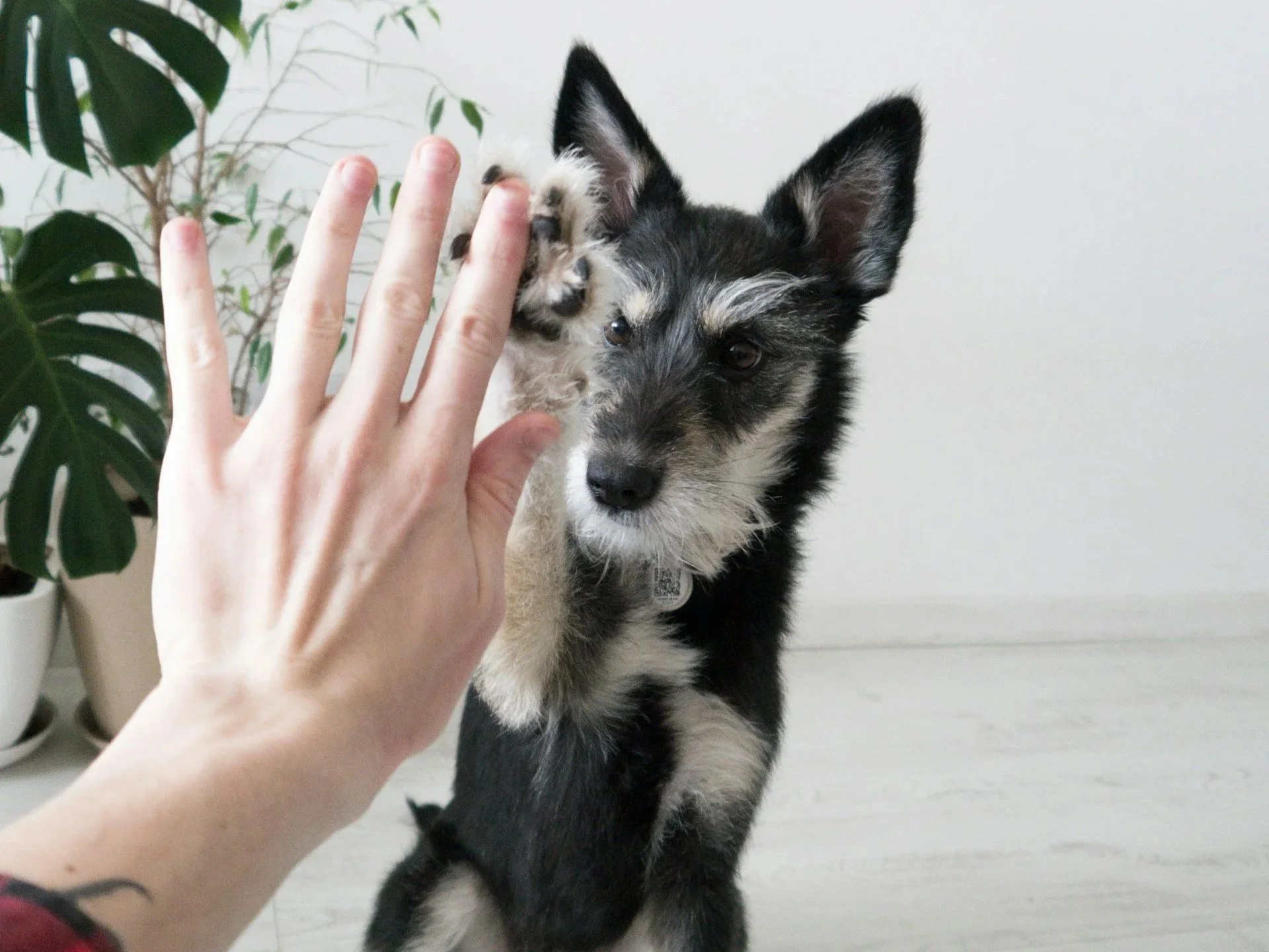 Ist Strafe im Hundetraining zeitgemäß?