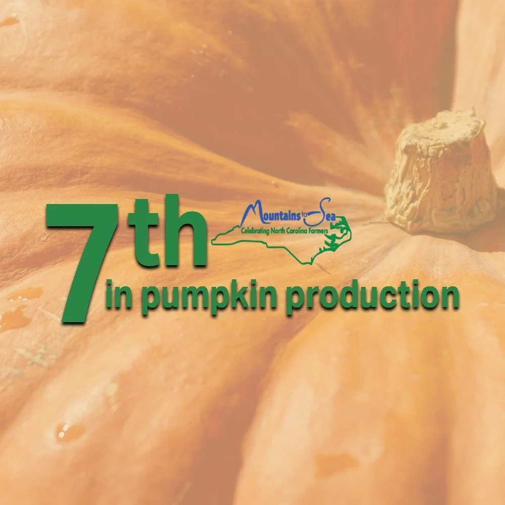 Share your pumpkins with us! Help us celebrat NC agriculture and farmers by showing us your pumpkin! 
#ncagriculture #ncfarmersappreciationday #pumpkinseason