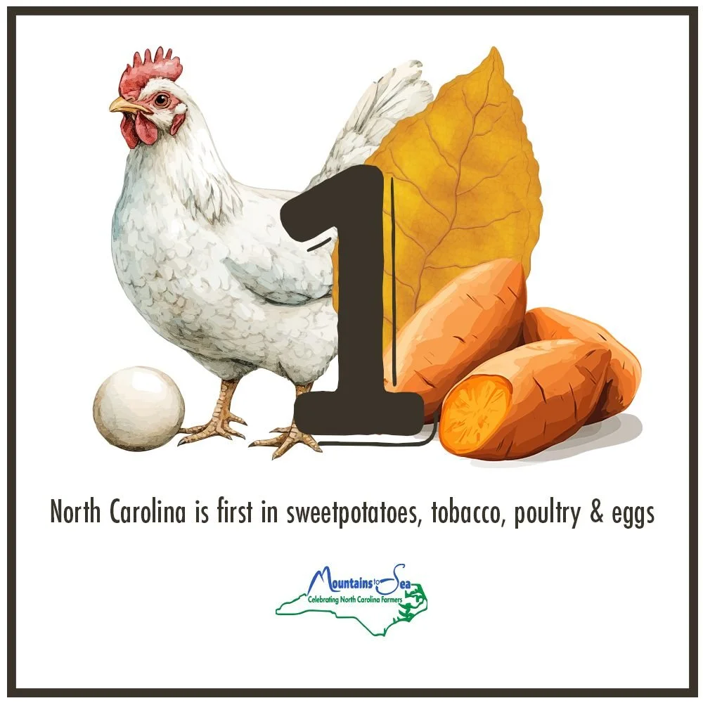 North Carolina ranks first in the nation for several commodities. That wouldn't be the case without some amazing farmers! 
#ncfarmersappreciationday