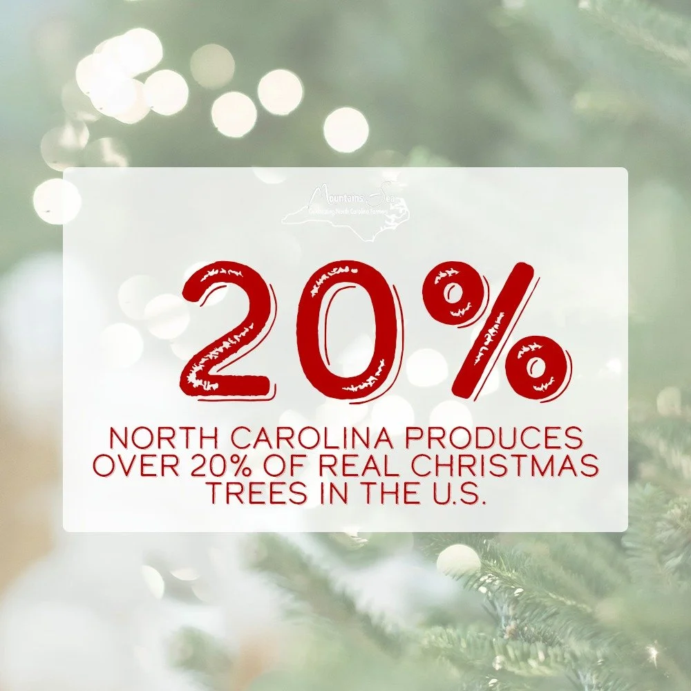 Producing Christmas magic for America right here in NC. 
#ncfarmersappreciationday #ncchristmastrees