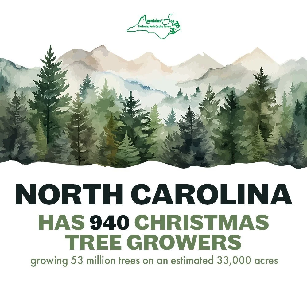 North Carolina ranks second in the nation for Christmas Tree production. We like to think that puts the state on Santa's nice list. 
#ncfarmersappreciationday #Christmastrees #ncchristmastrees