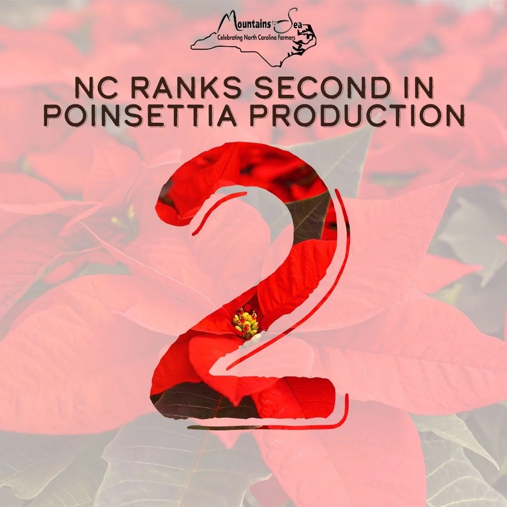 Here's one that doesn't often get mentioned often&mdash;NC is second in poinsettia production. 
Did you know that these "flowers" are actually leaves? Leave a ❤️ if you love this holiday plant. 
#ncfarmersappreciationday #poinsettia