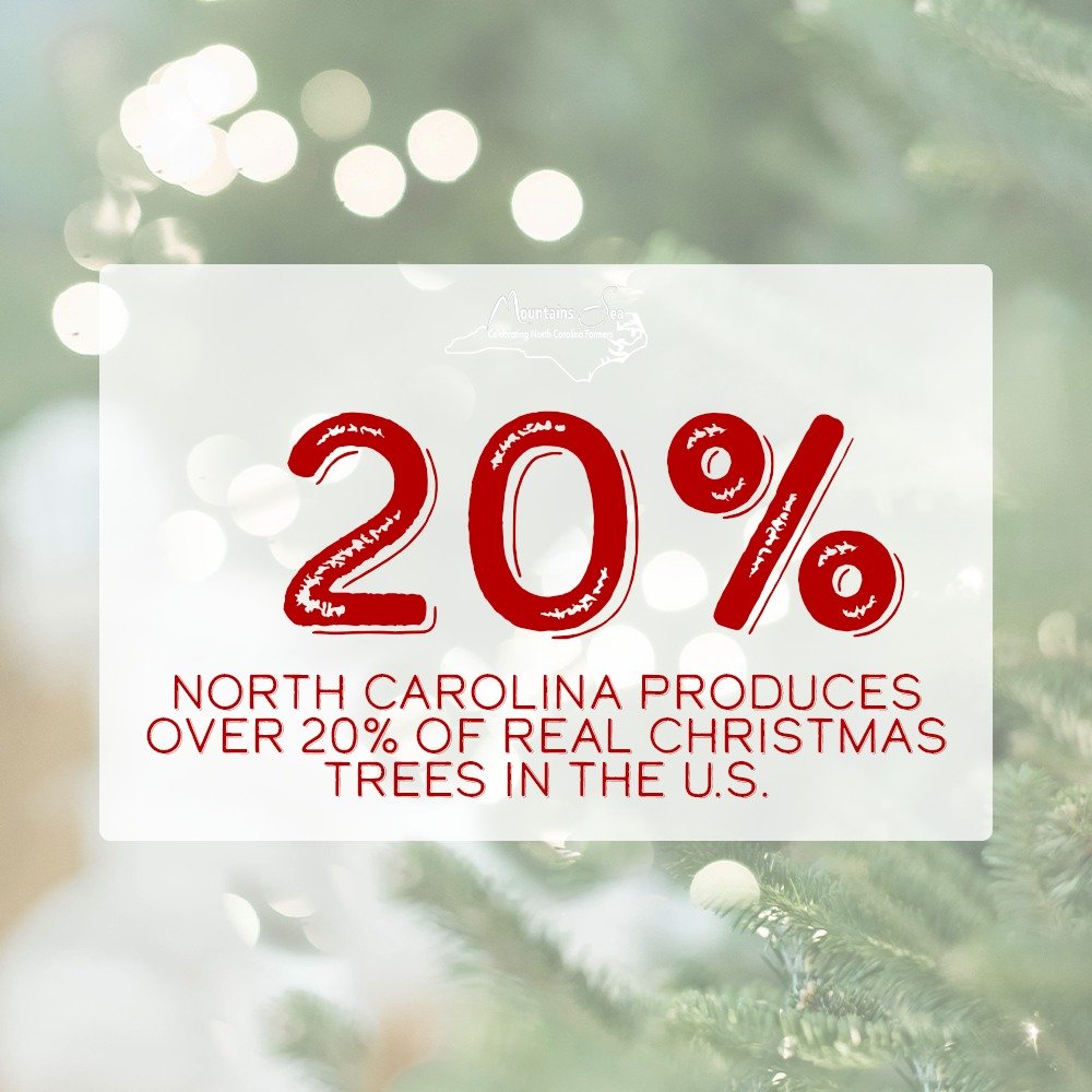 Producing Christmas magic for America right here in NC. 
#ncfarmersappreciationday #ncchristmastrees