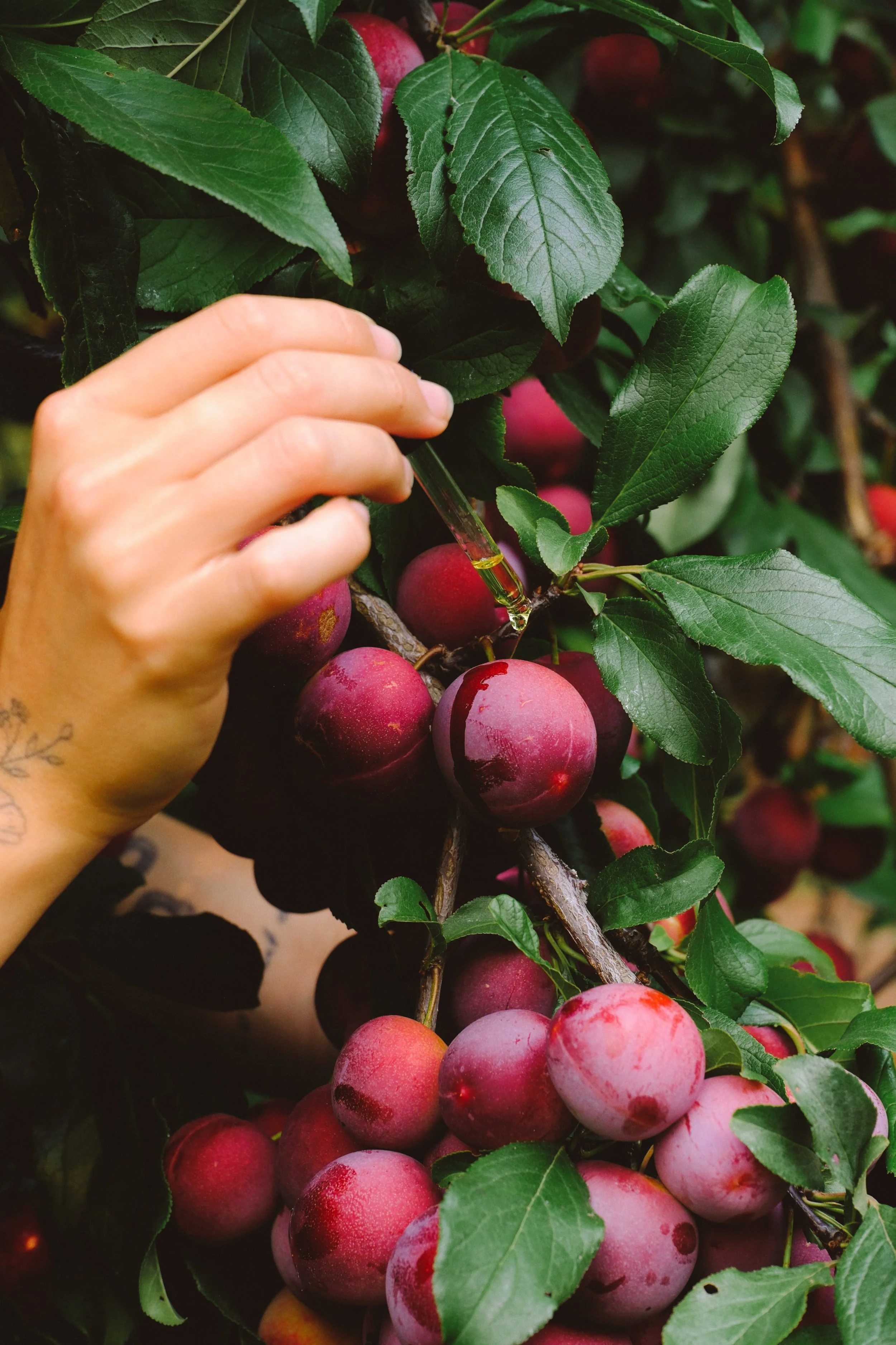 plums.JPG