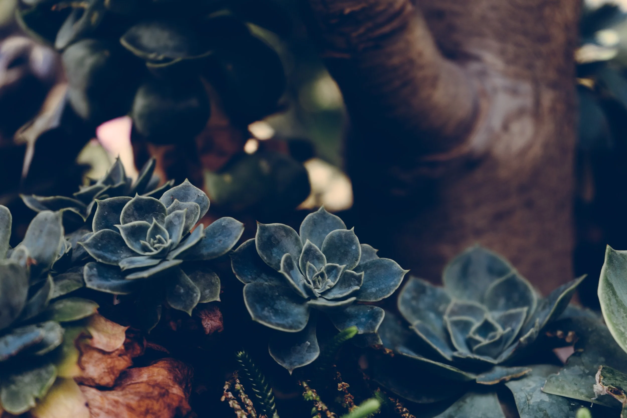 gardenly-105815.jpg