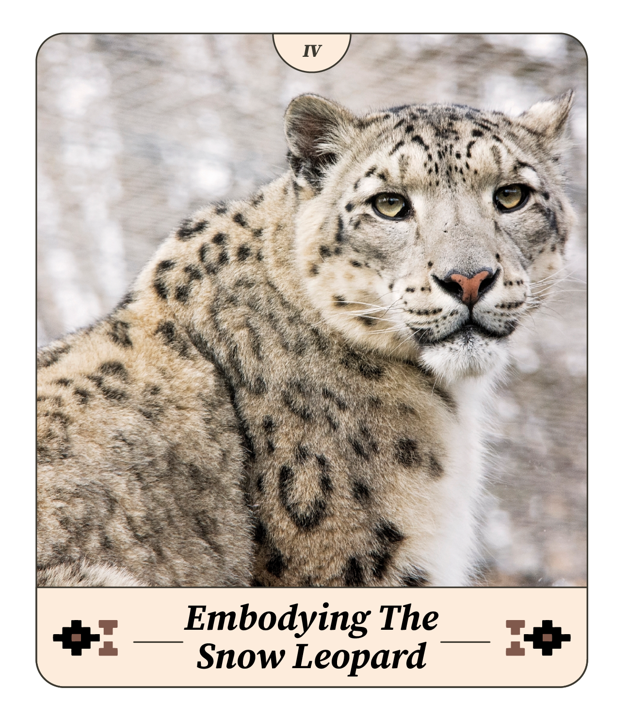 Embodying The Snow Leopard