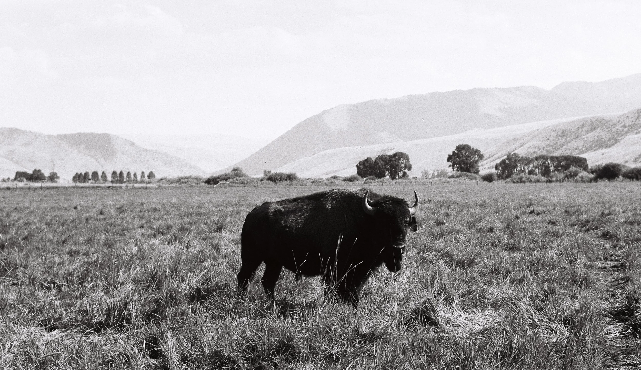 Nikon f100