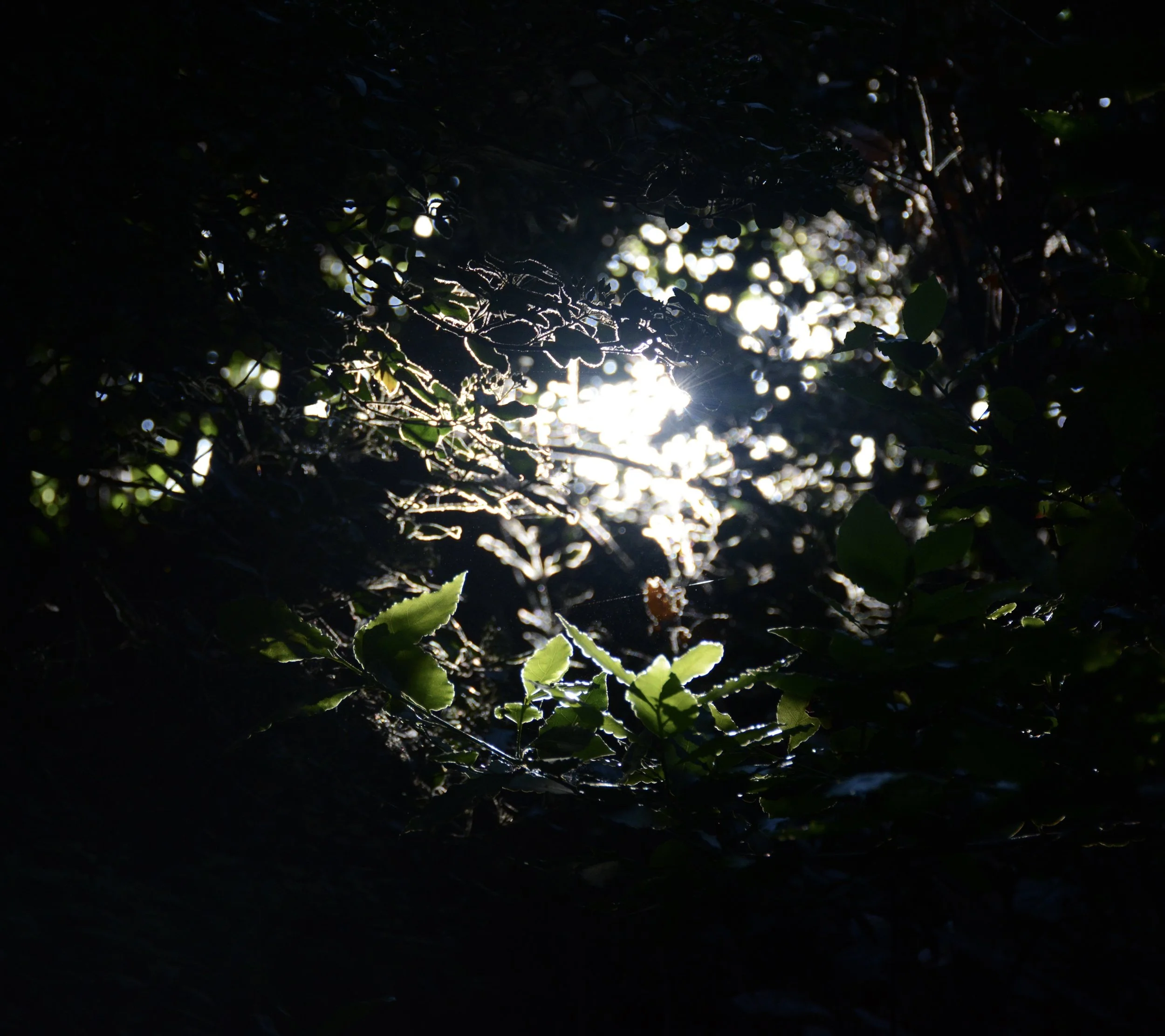 DSC_0025.jpg