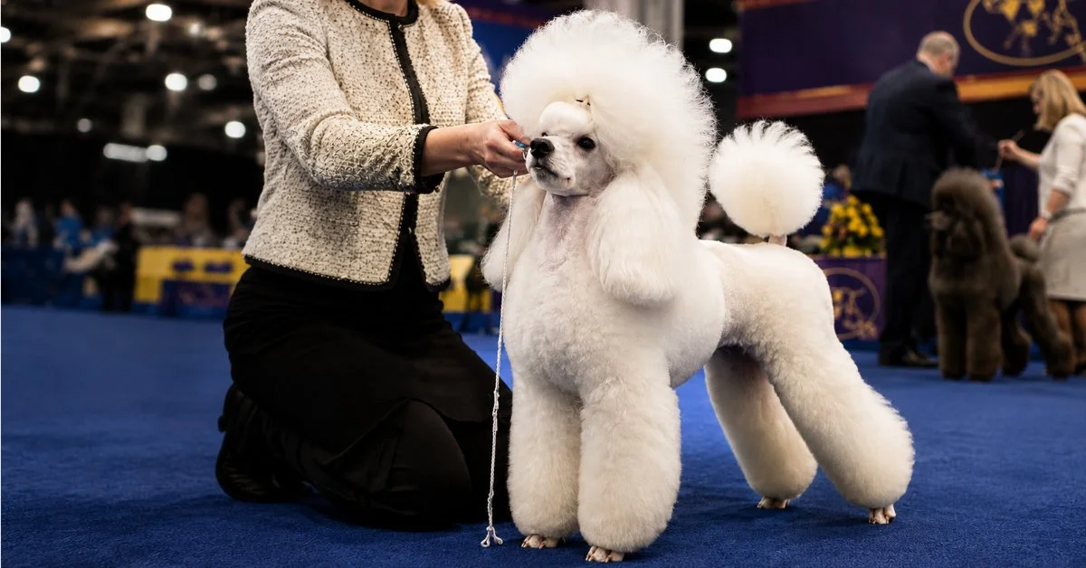 Major Dog Shows Around the World – ’26-’27 Guide