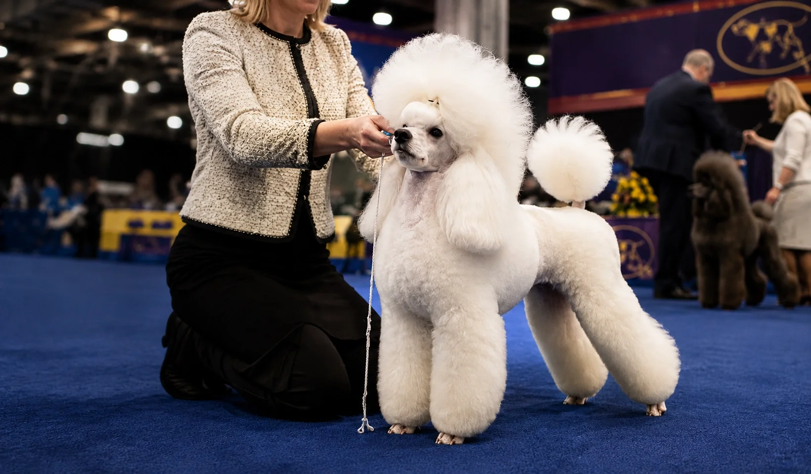 Best in Show - Dog Breed Competition with Poodle and Owner