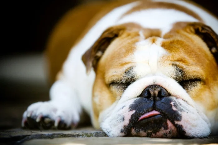 Dog sleeping with tongue out