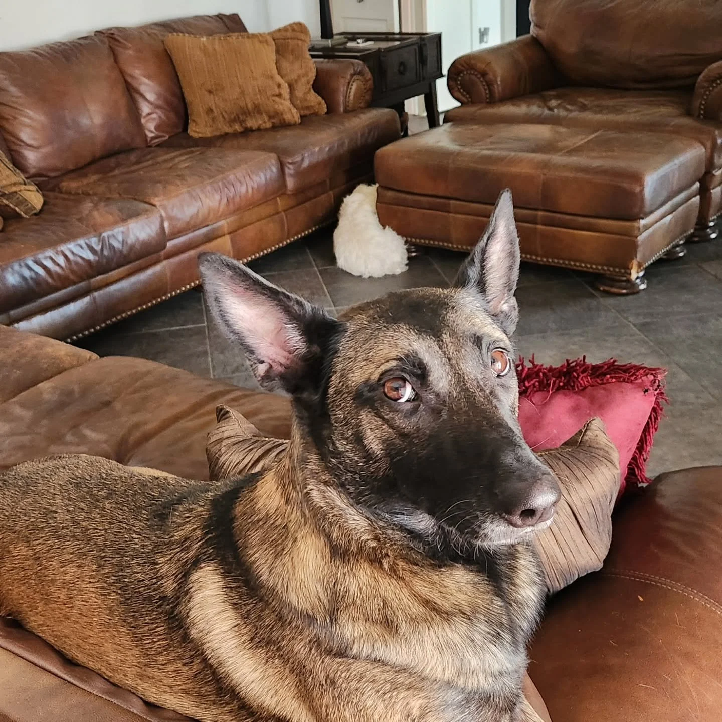 Ari!