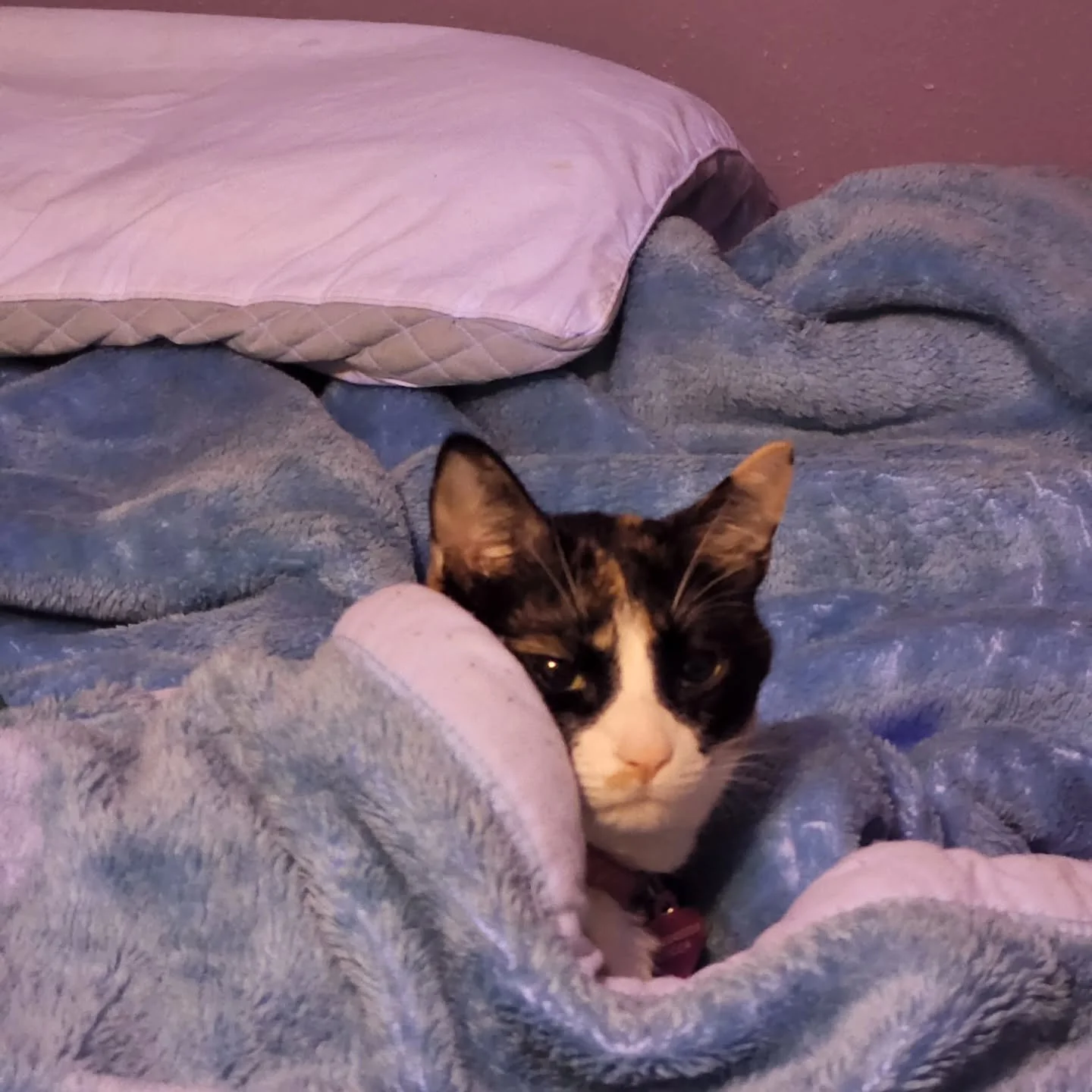 Truly Scrumptious. My kitty 😺