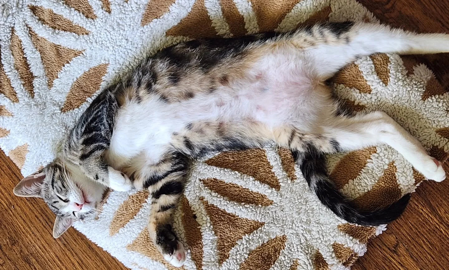The Great Magical Calypso!! Naps are needed