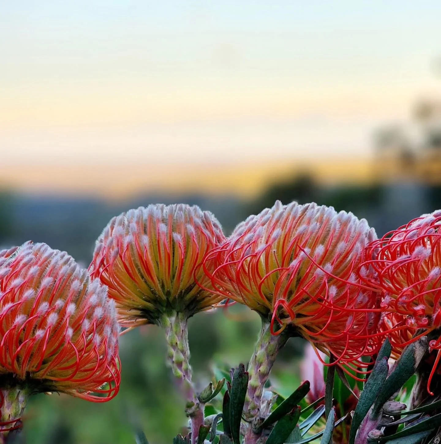 Native Flowers Pin Cushion Protea