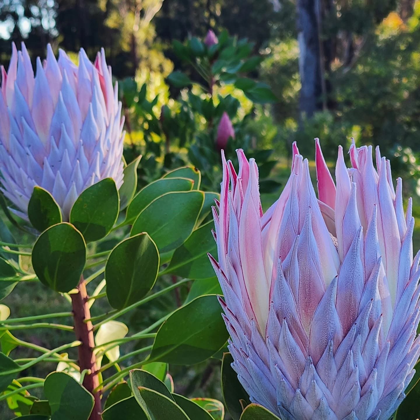 King Protea Australian Native