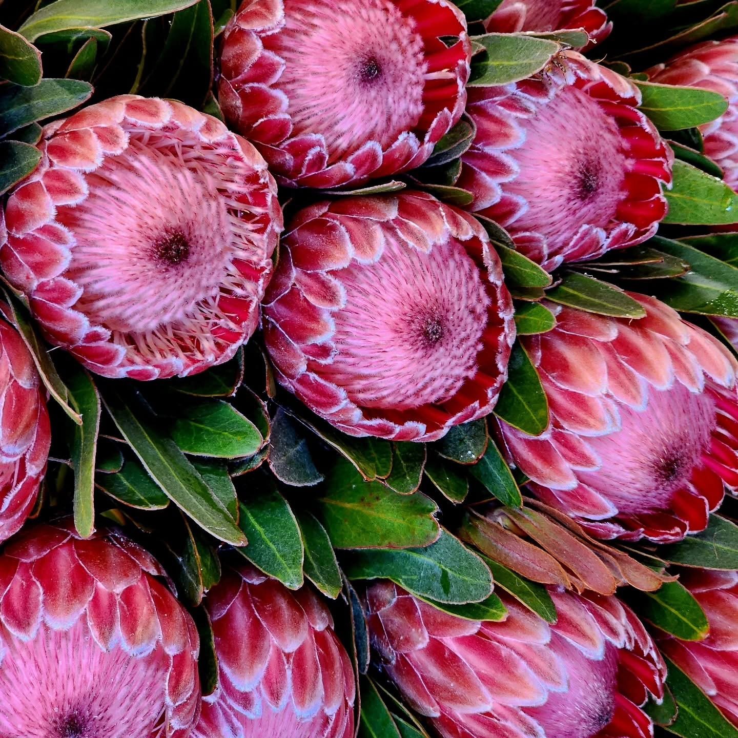 Red Ice Protea Native Flowers