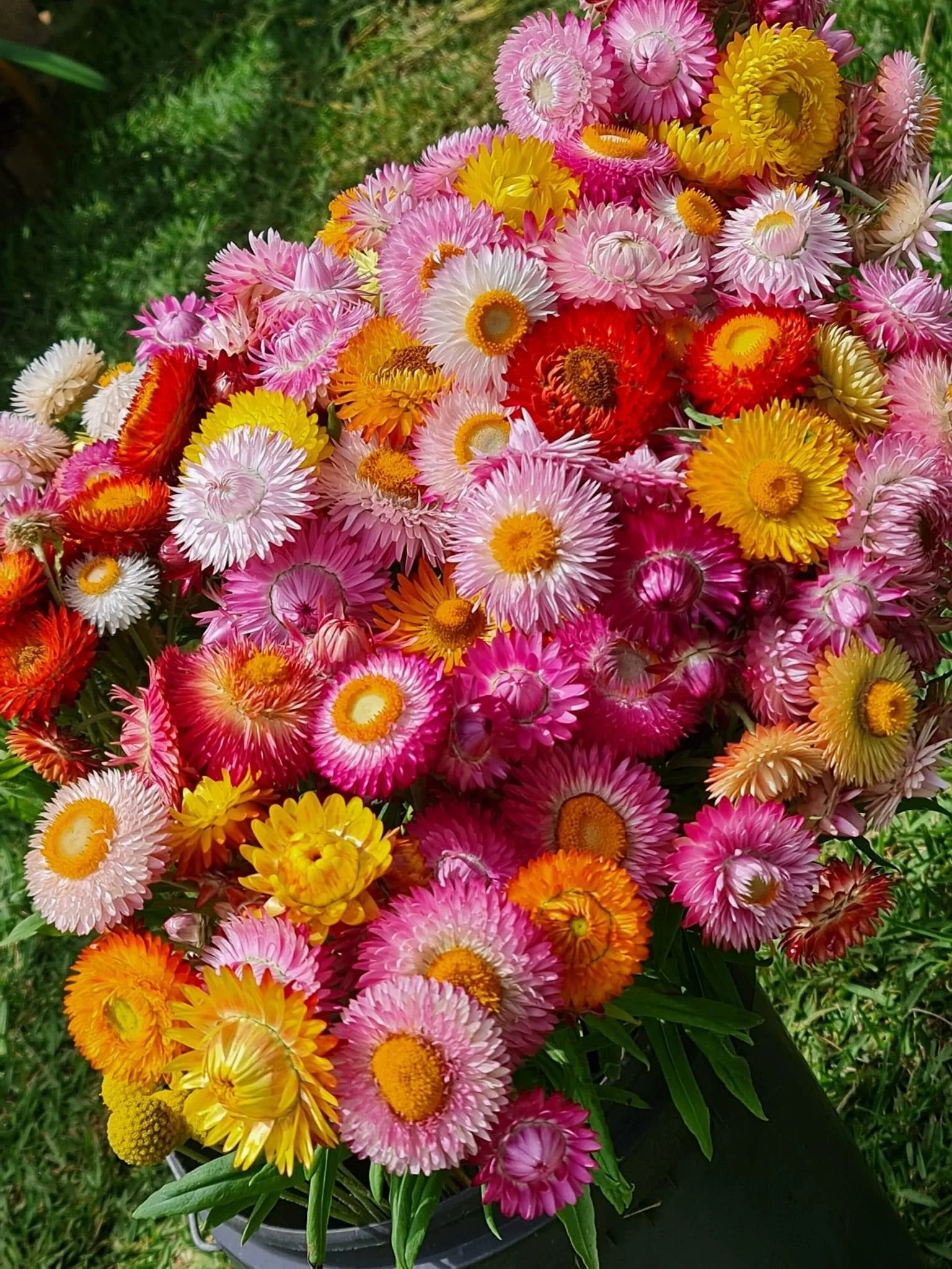 Australian Native Paper Daisy Colored