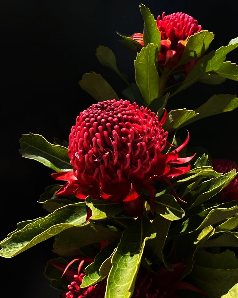 Close-up of a red Waratah flowers with green leaves against a black background.
