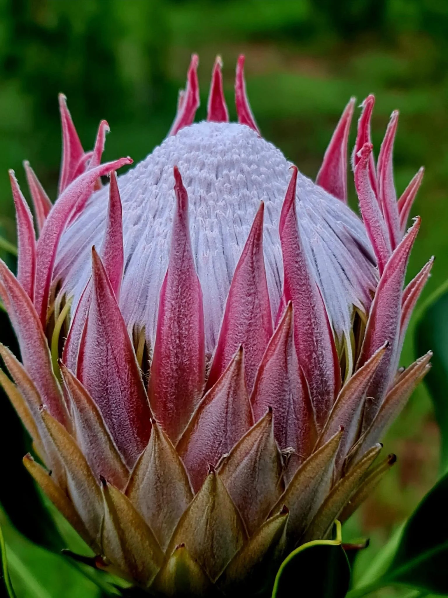 Little Prince Protea Native Flowers