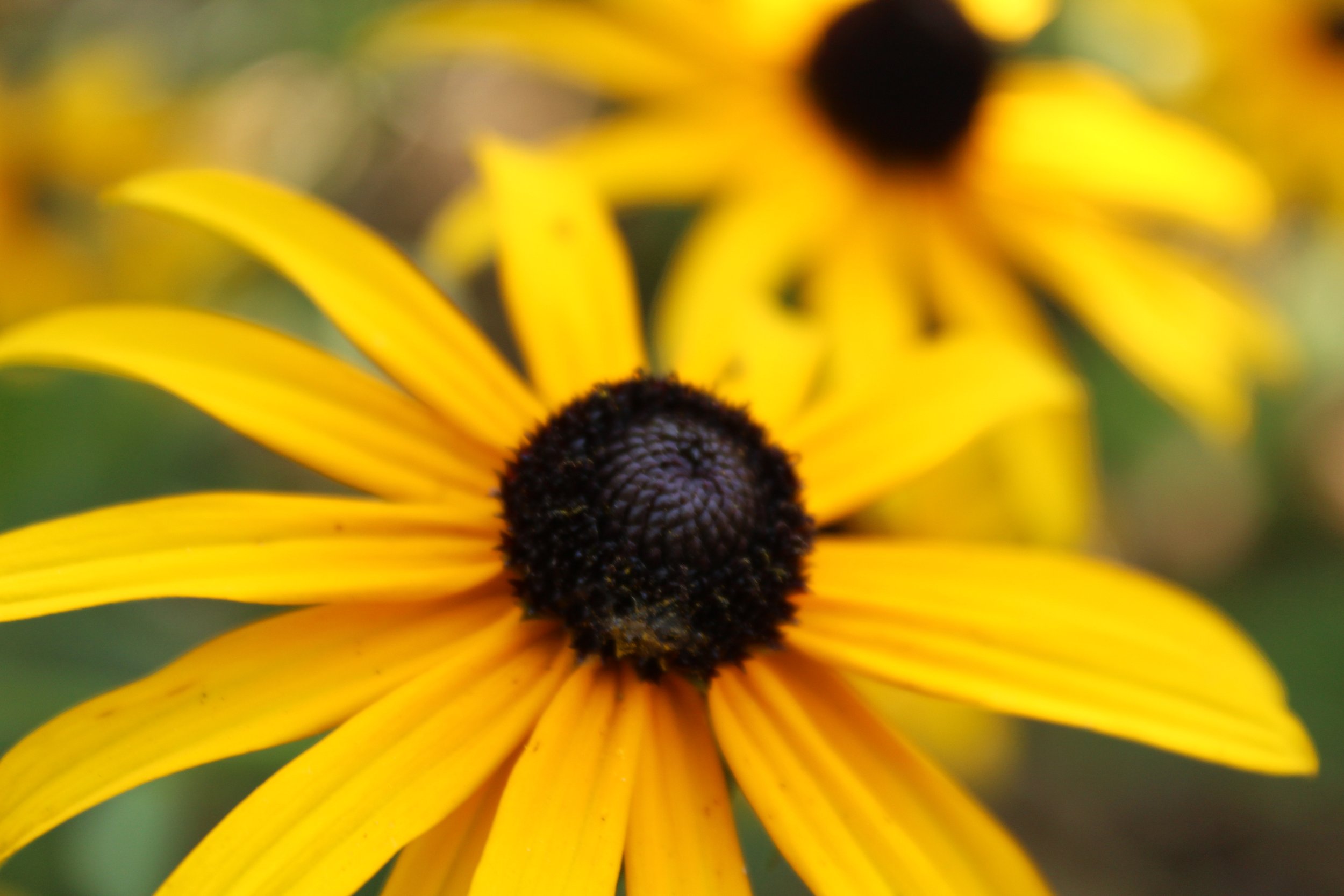 IMG_0890.jpeg