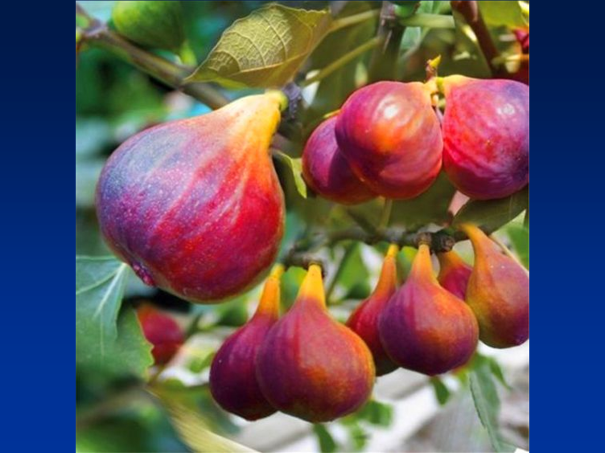 All About Figs (free talk)