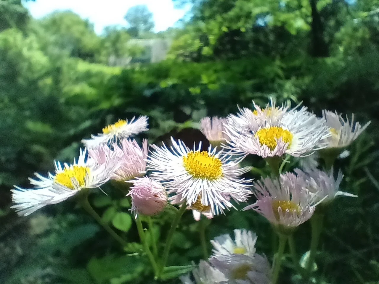 Kensington Sanctuary: Gardening with Native Plants, Food & Fungi