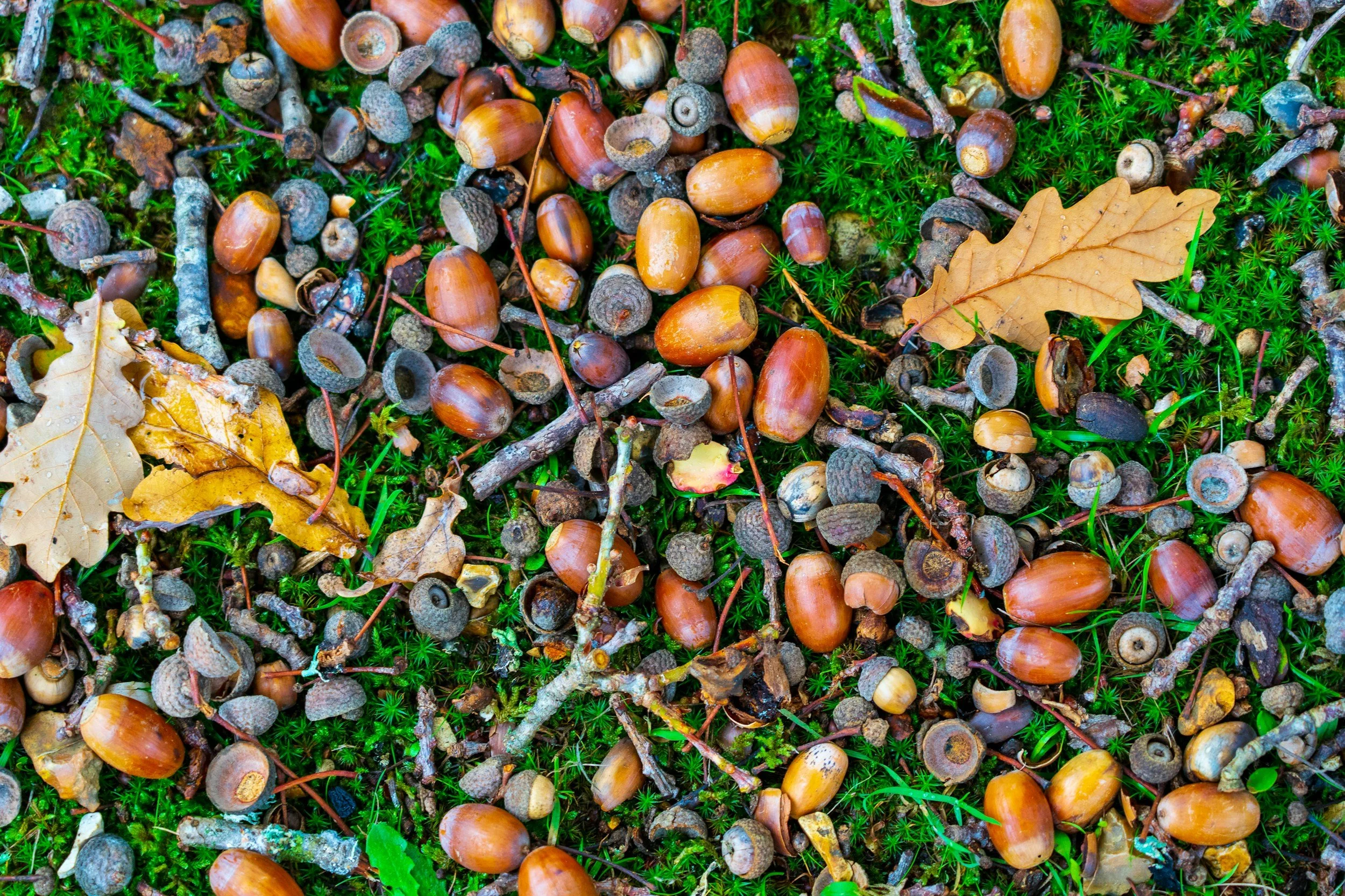 Acorn &amp; iron natural dye workshop
