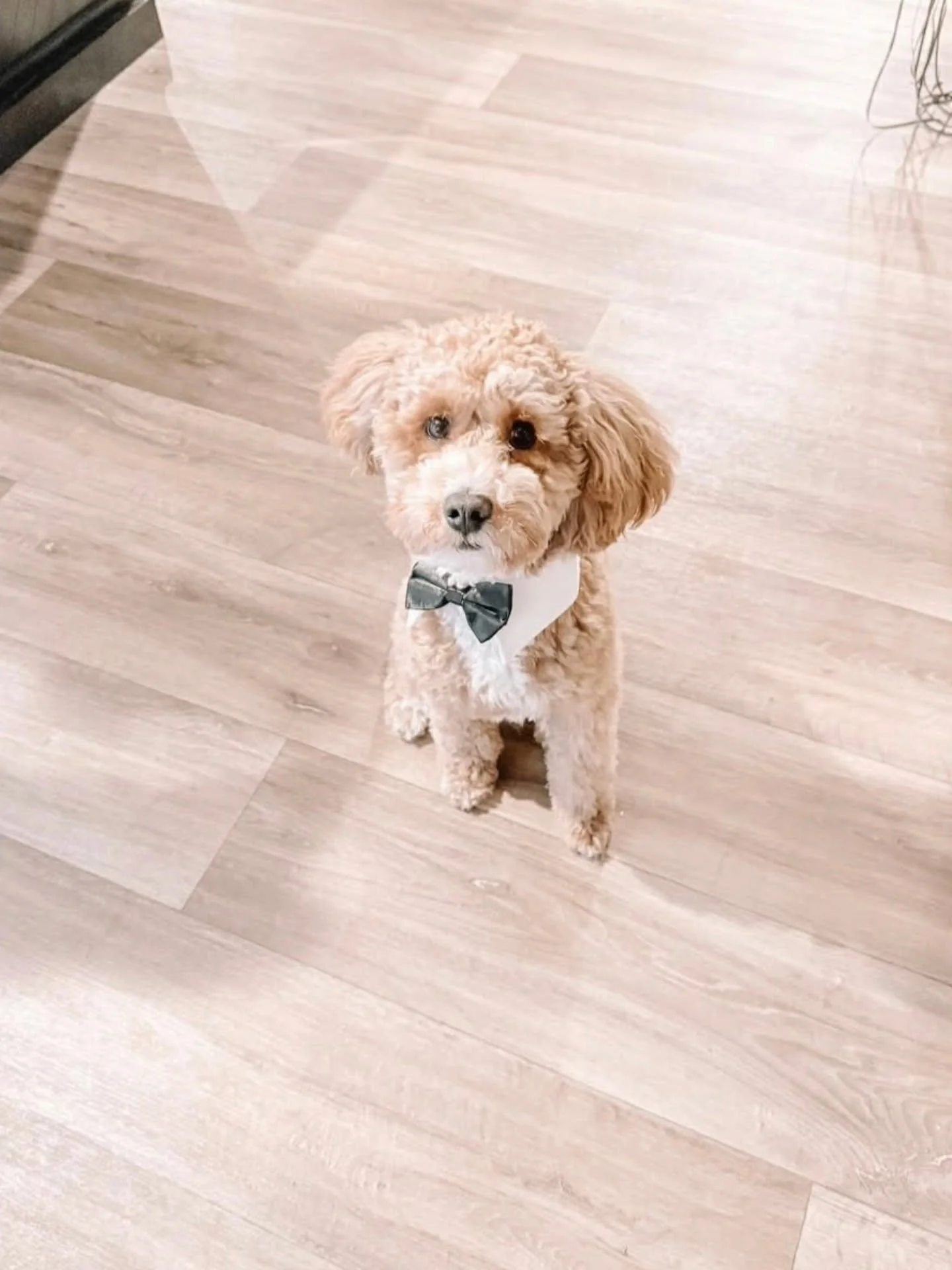 party dog.jpg