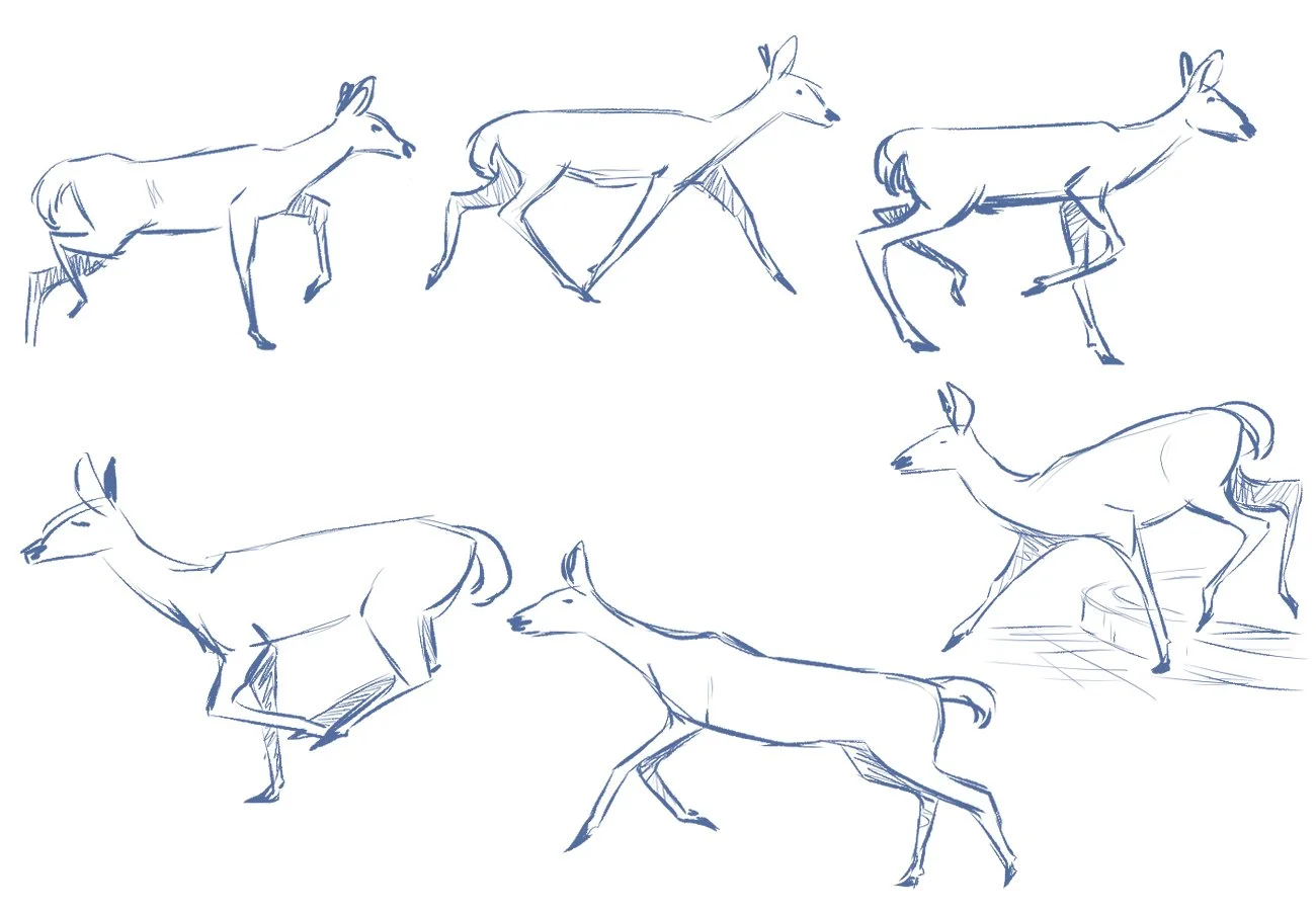 2026_06_05 Deer Studies for portfolio b.jpg
