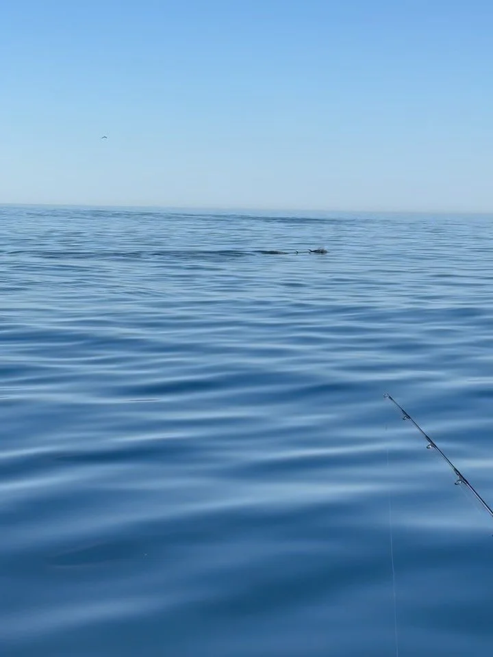 Should&rsquo;ve, could&rsquo;ve, would&rsquo;ve&hellip; but we just didn&rsquo;t get in there quick enough! At least the bass were a little more willing to play than the tuna. Always a great time out there with the Niven brothers! 

If you too are lo