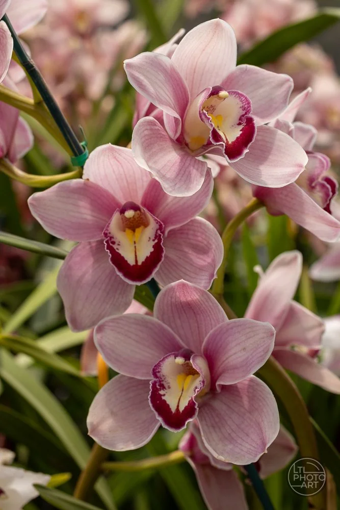 Orchids at the Flower Fields