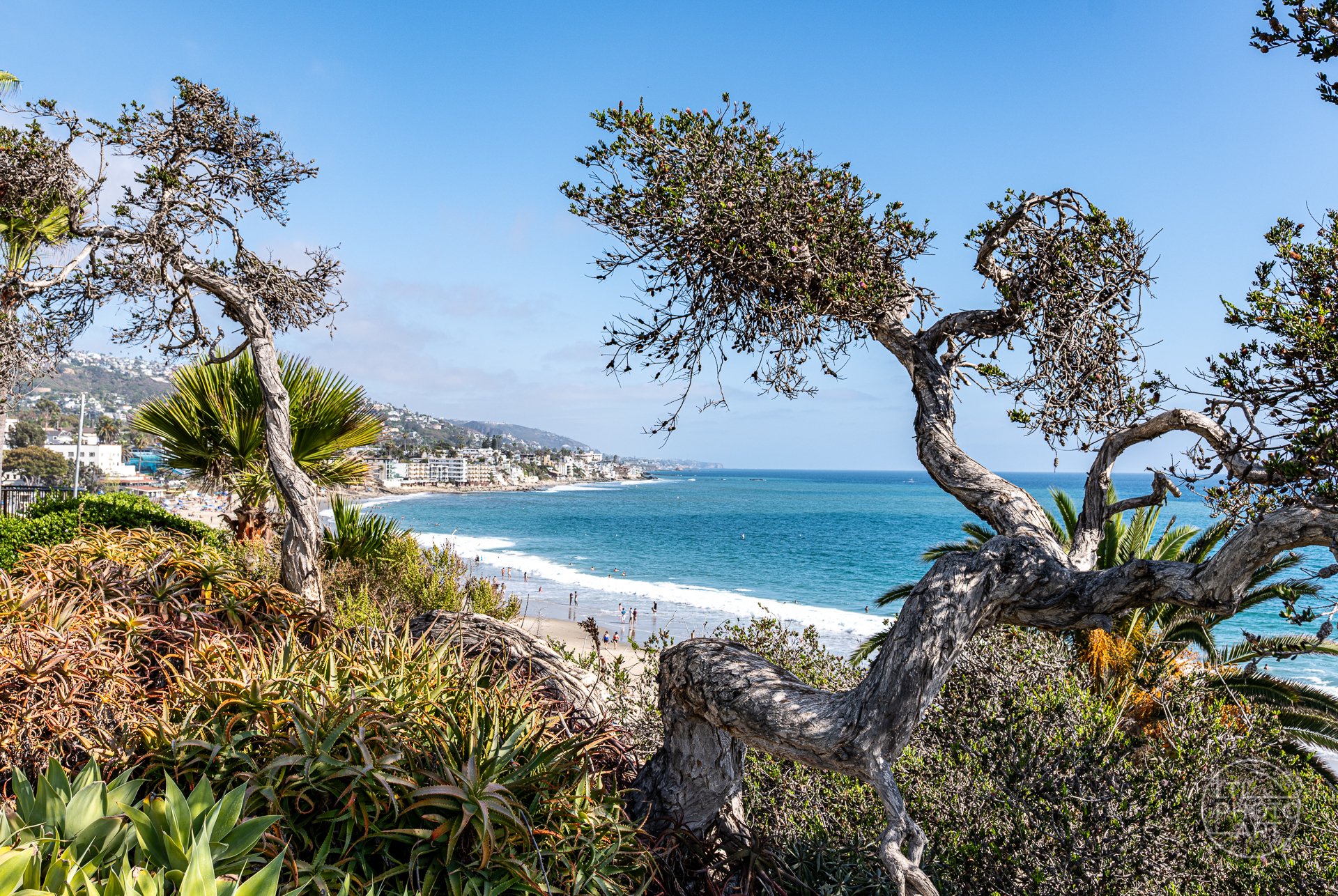 Elevated coastal view from Heisler Park in Laguna Beach framed by twisting trees and succulents, with the beach, ocean, and coastline in the distance.