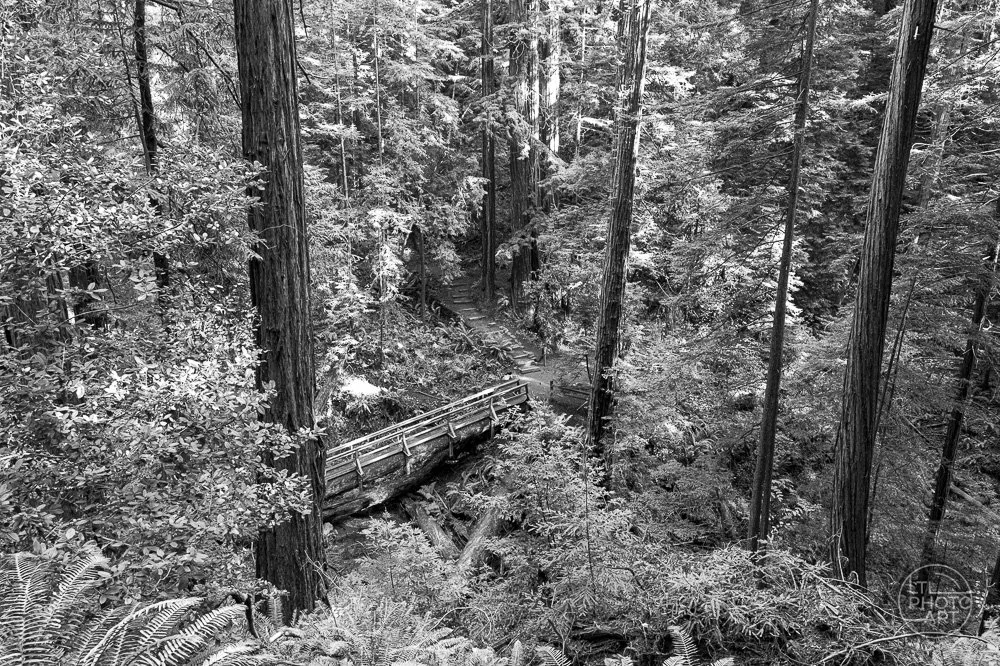 Bridge Through the Redwoods