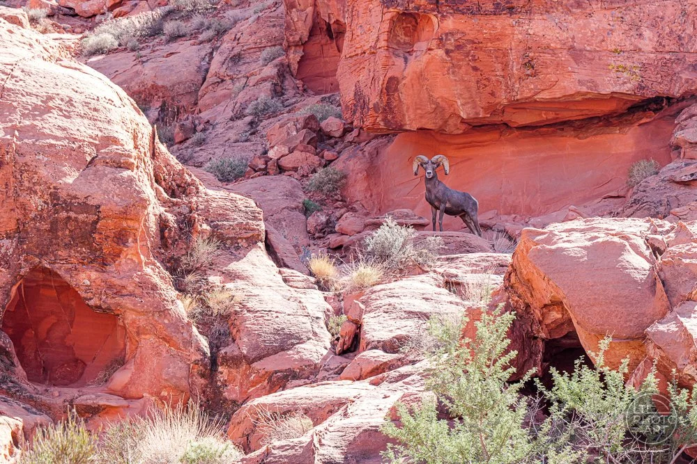 Ram in the Red Rocks