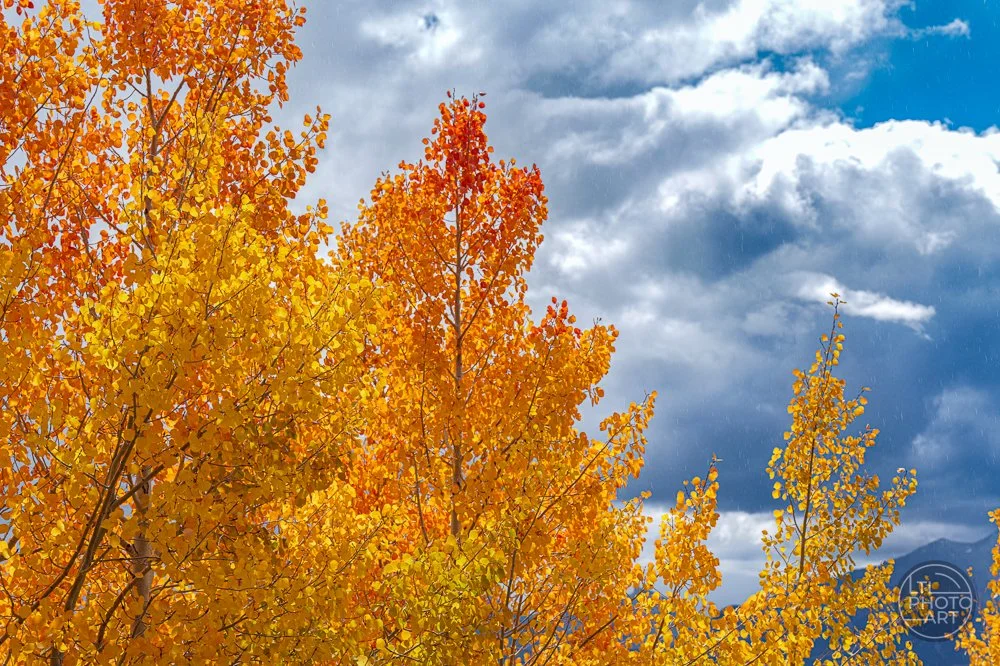 quaking-aspens-in-autumn.jpg