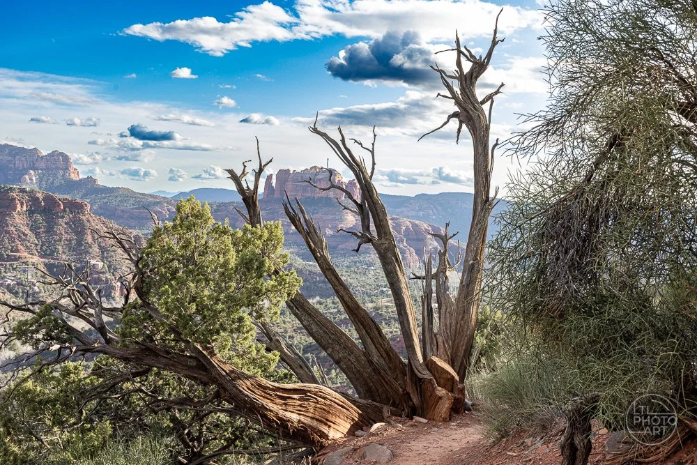 Cathedral Rock Trail