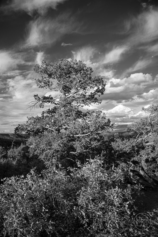 weathered-pine-under-mountain-skies.jpg