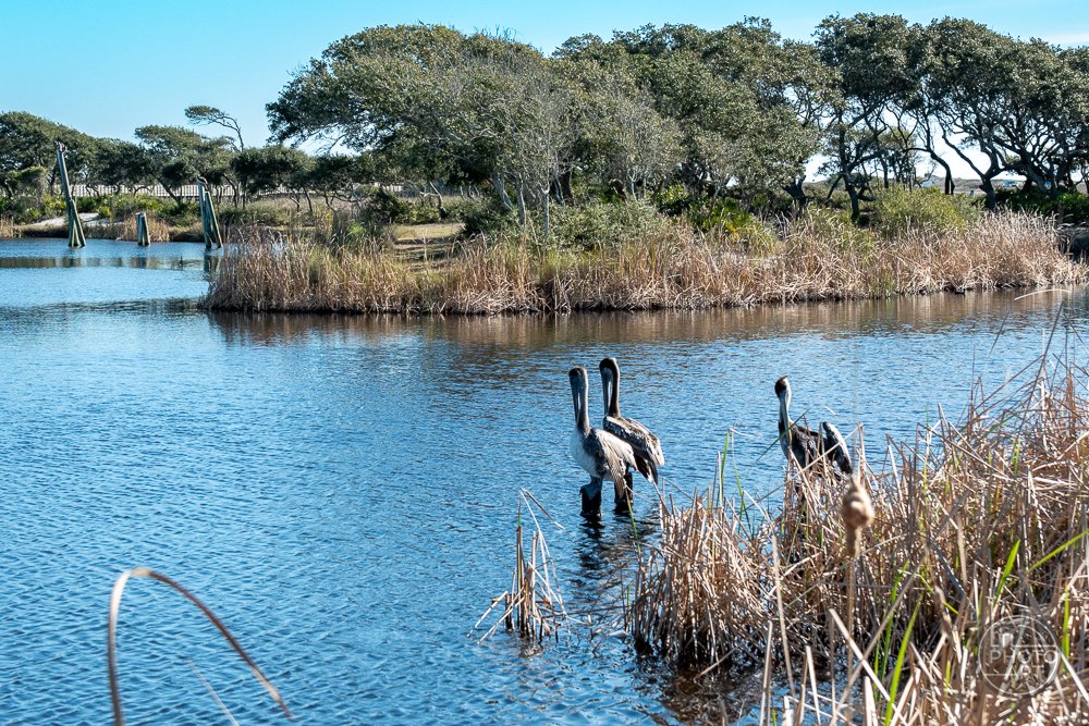 Three Pelicans