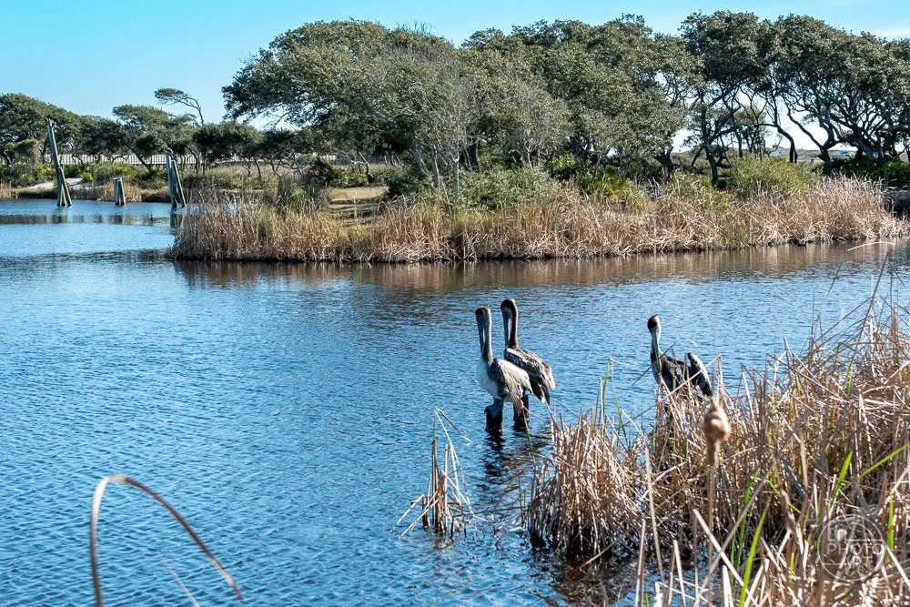 Three Pelicans